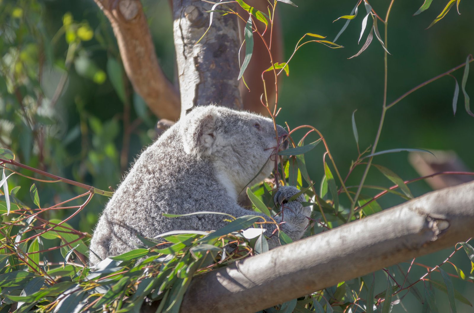San Diego Zoo Part I 008